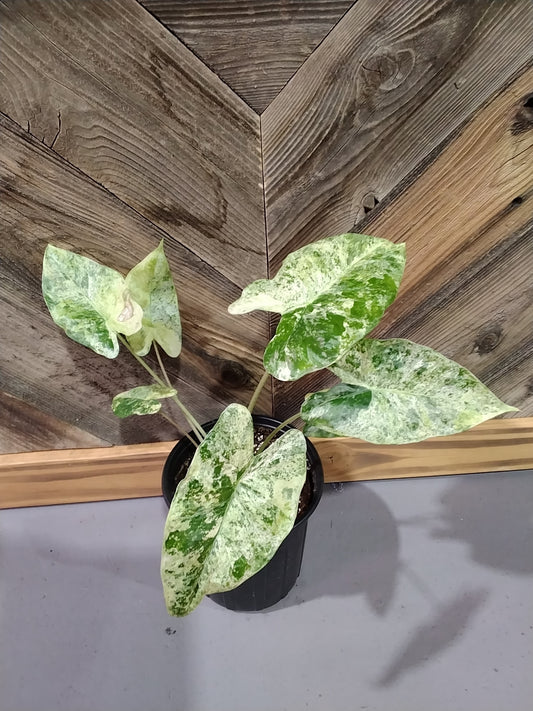 Alocasia odora variegata 'Batik'
