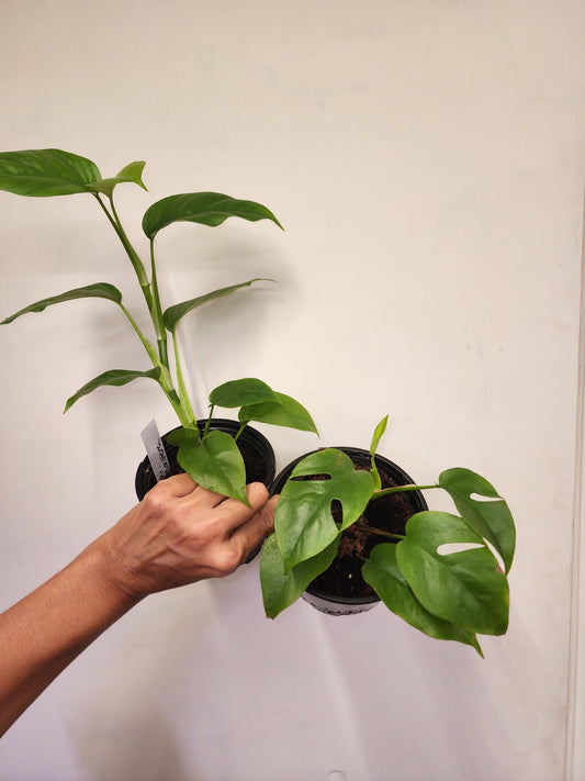 Rhaphidophora tetrasperma (Mini Monstera)