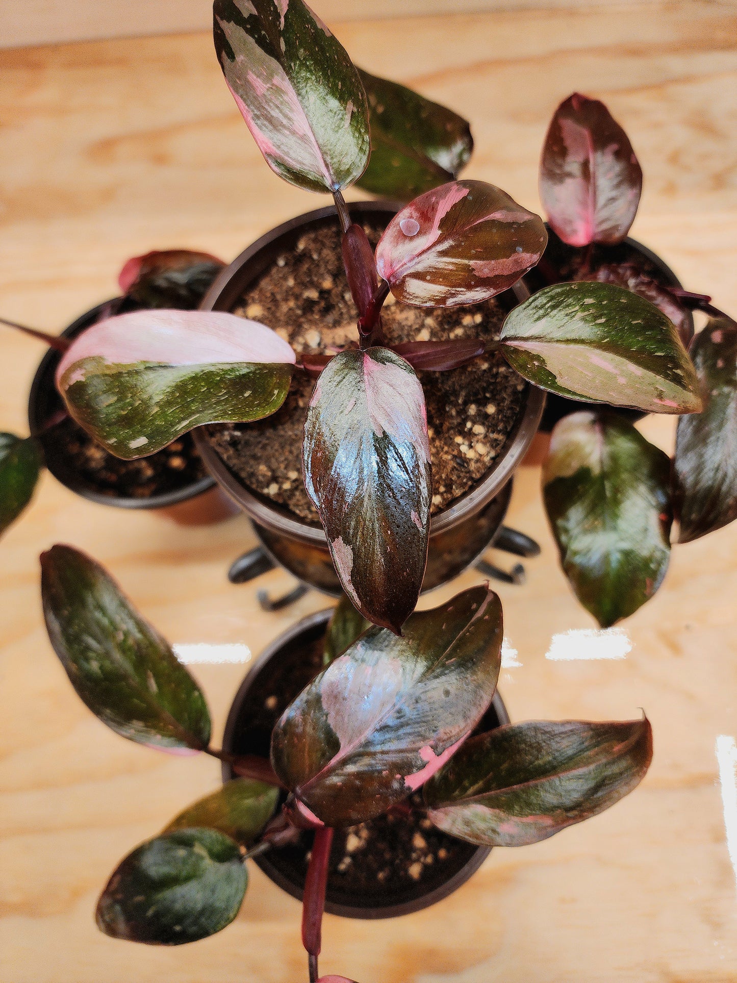 Philodendron Erubescens (PINK Princess)