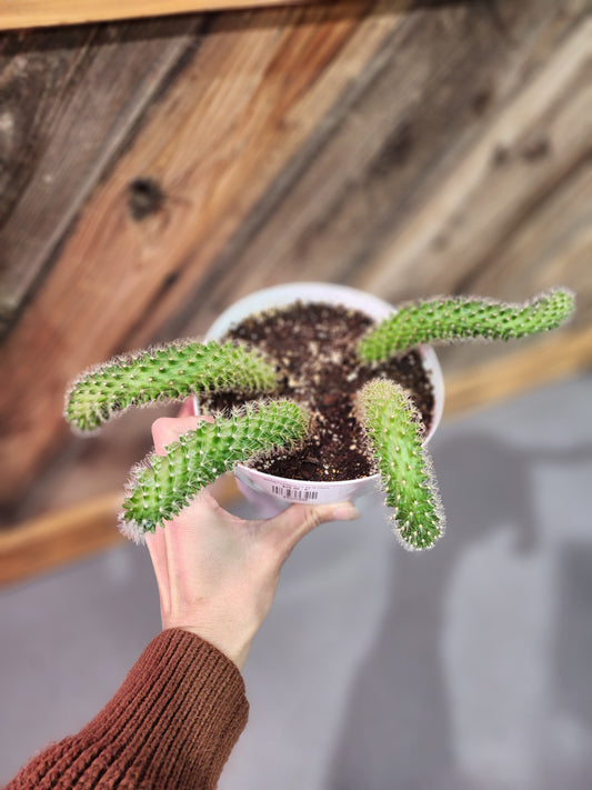 Aporocactus Flagelliformis 'Rat Tail Cactus'