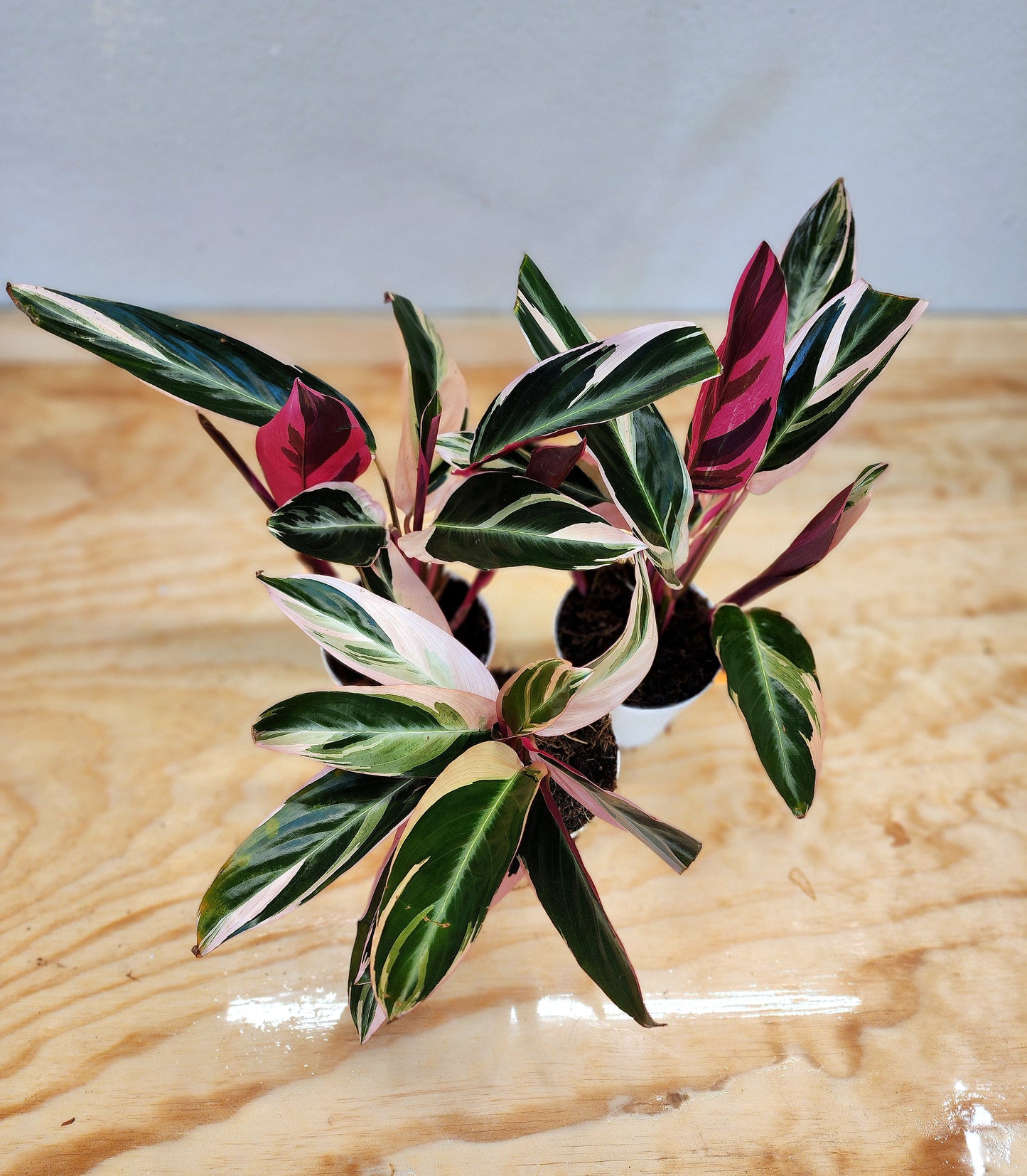 Stromanthe sanguinea Tri-star (Tri-color Stromanthe)