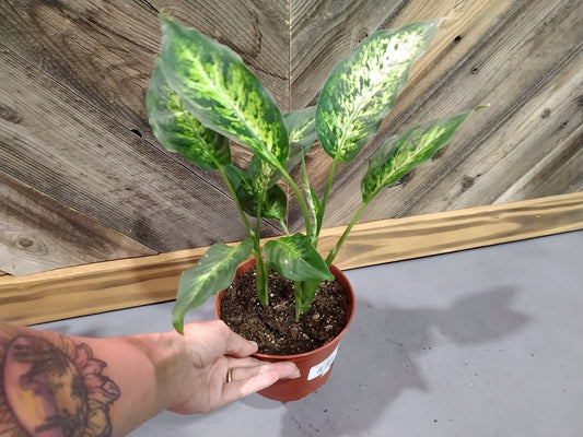 Aglaonema Commutatum 'Snow White'