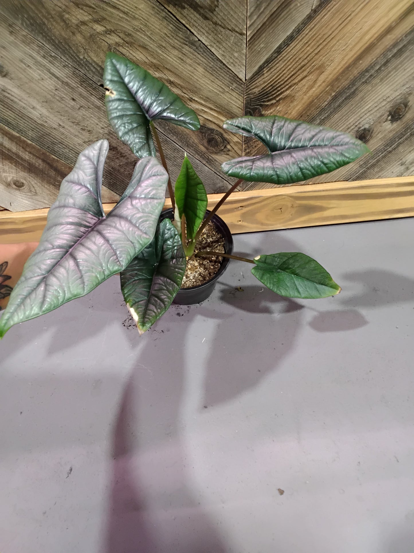 Alocasia Bisma Platinum (Platinum Elephant Ear)