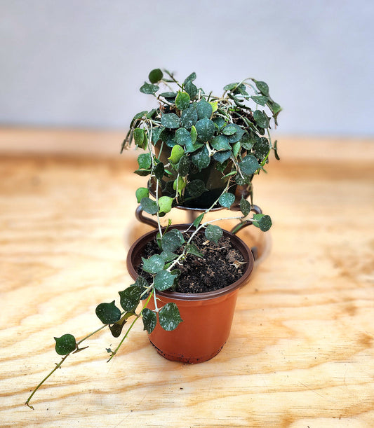 Hoya Curtsii (Porcelain Vine)