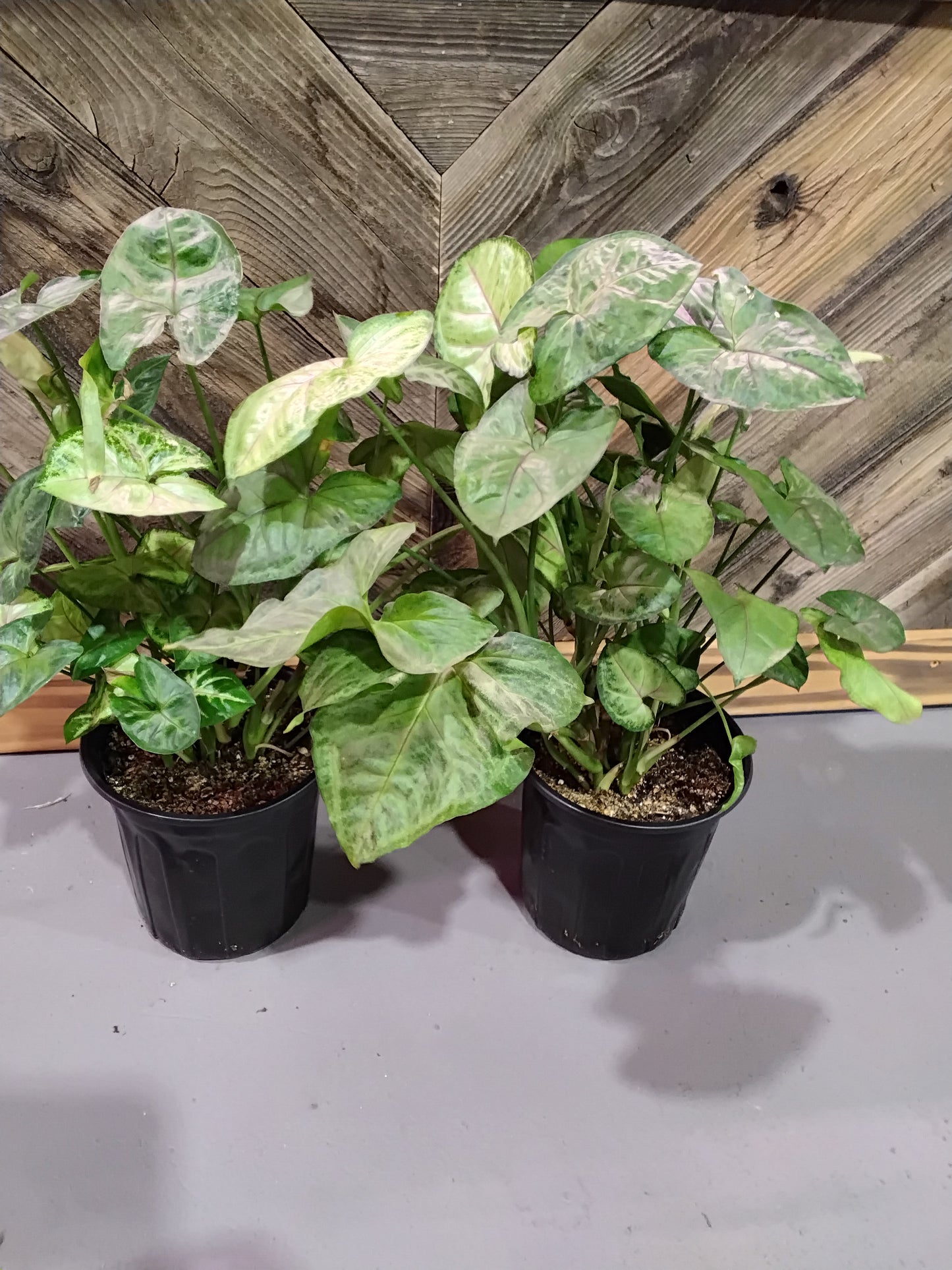 Syngonium Podophyllum 'Berry Allusion'