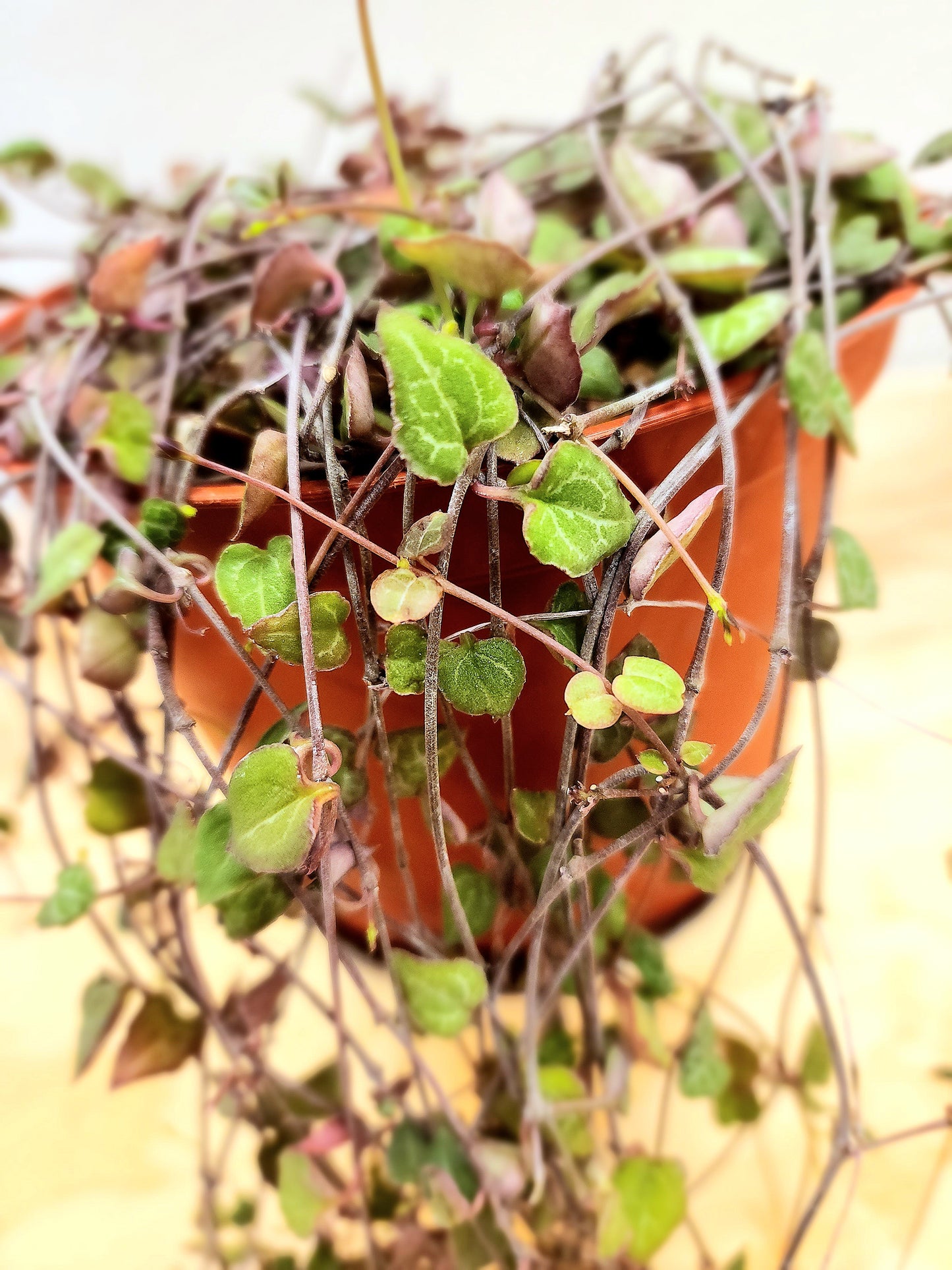 Ceropegia Woodii (String of Hearts)