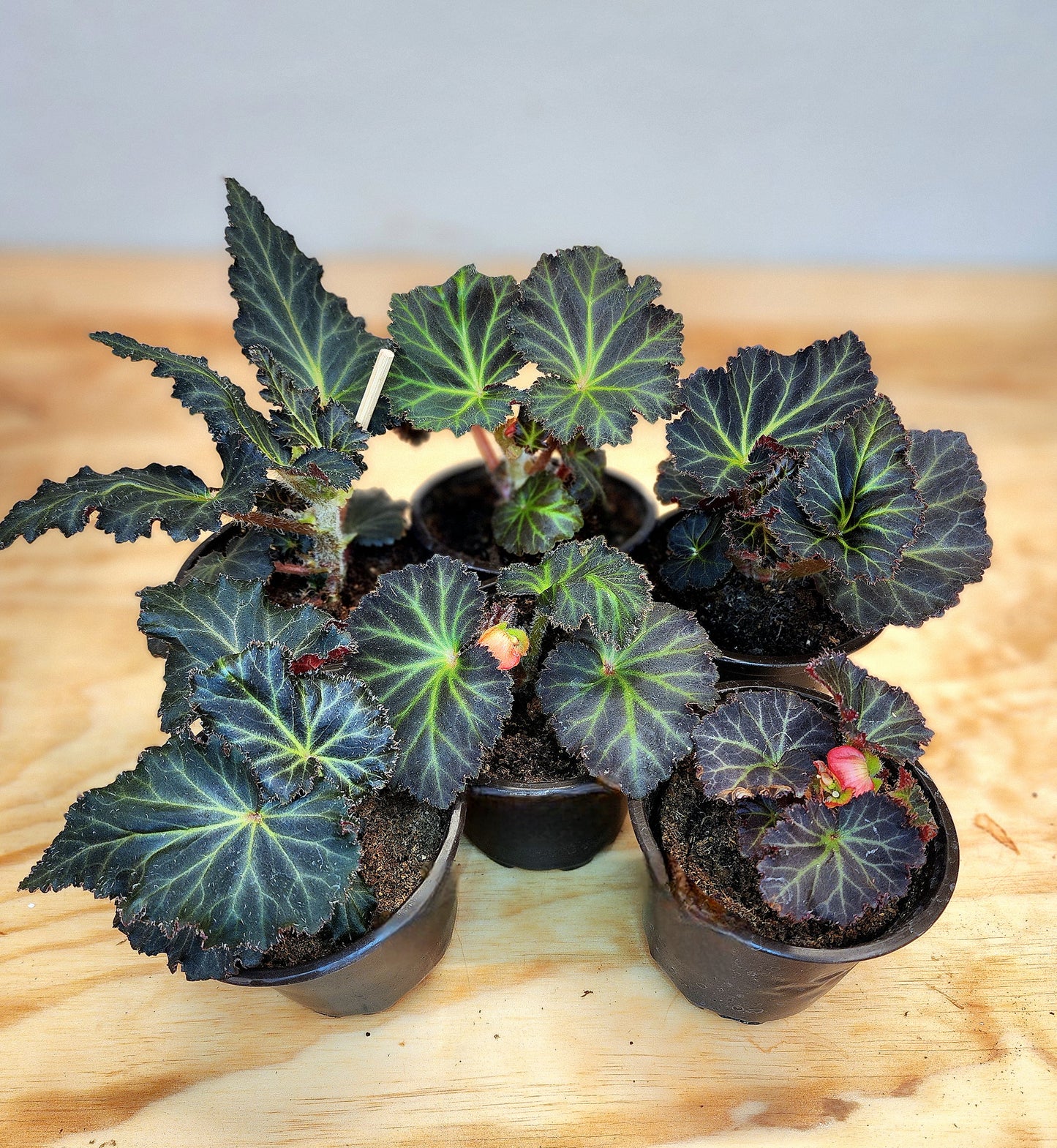 Begonia Tuberhybrida (Begonia Mocca Cherry)