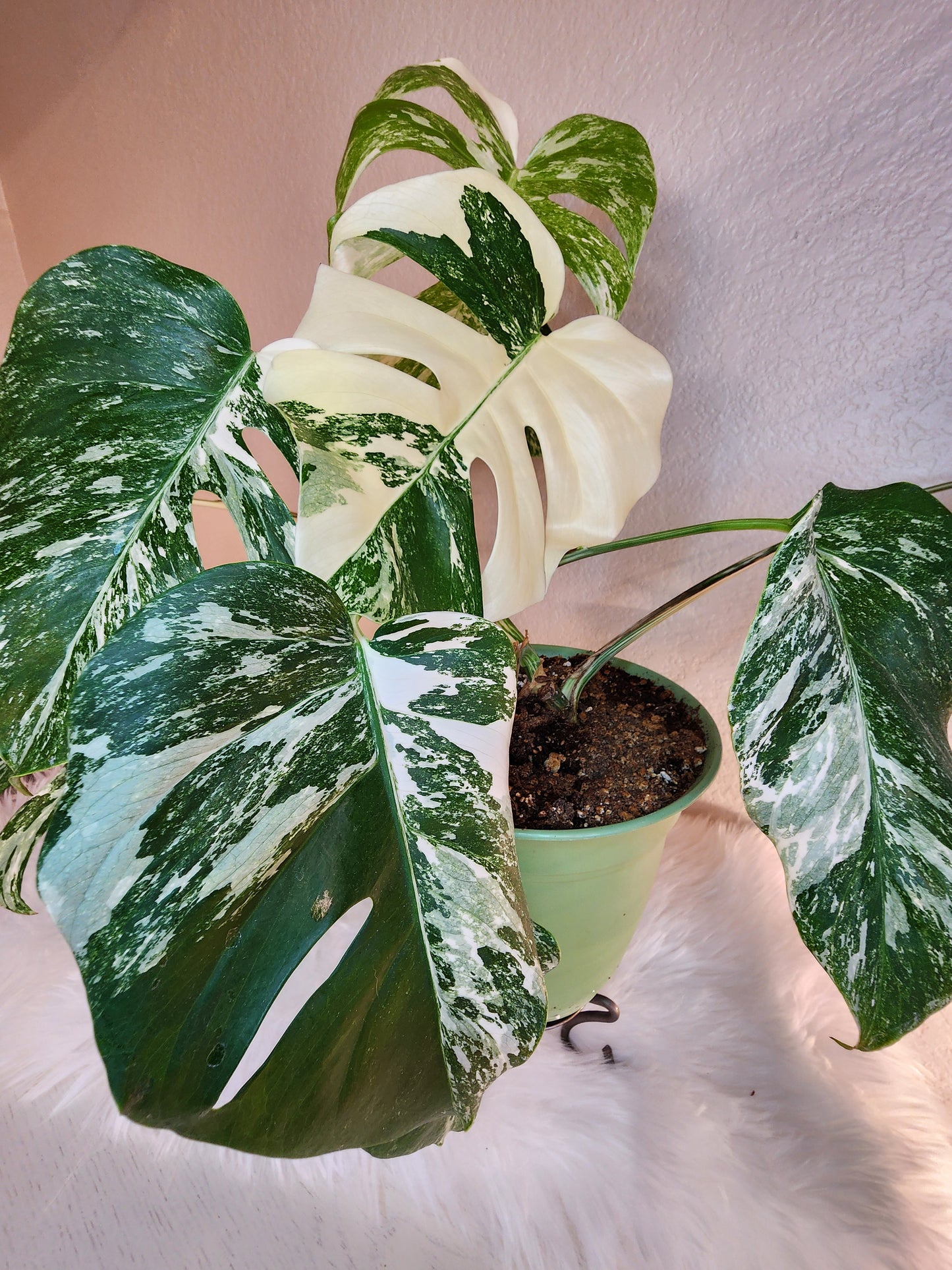 Monstera deliciosa 'Albo Borsigiana' (Albo Monstera)