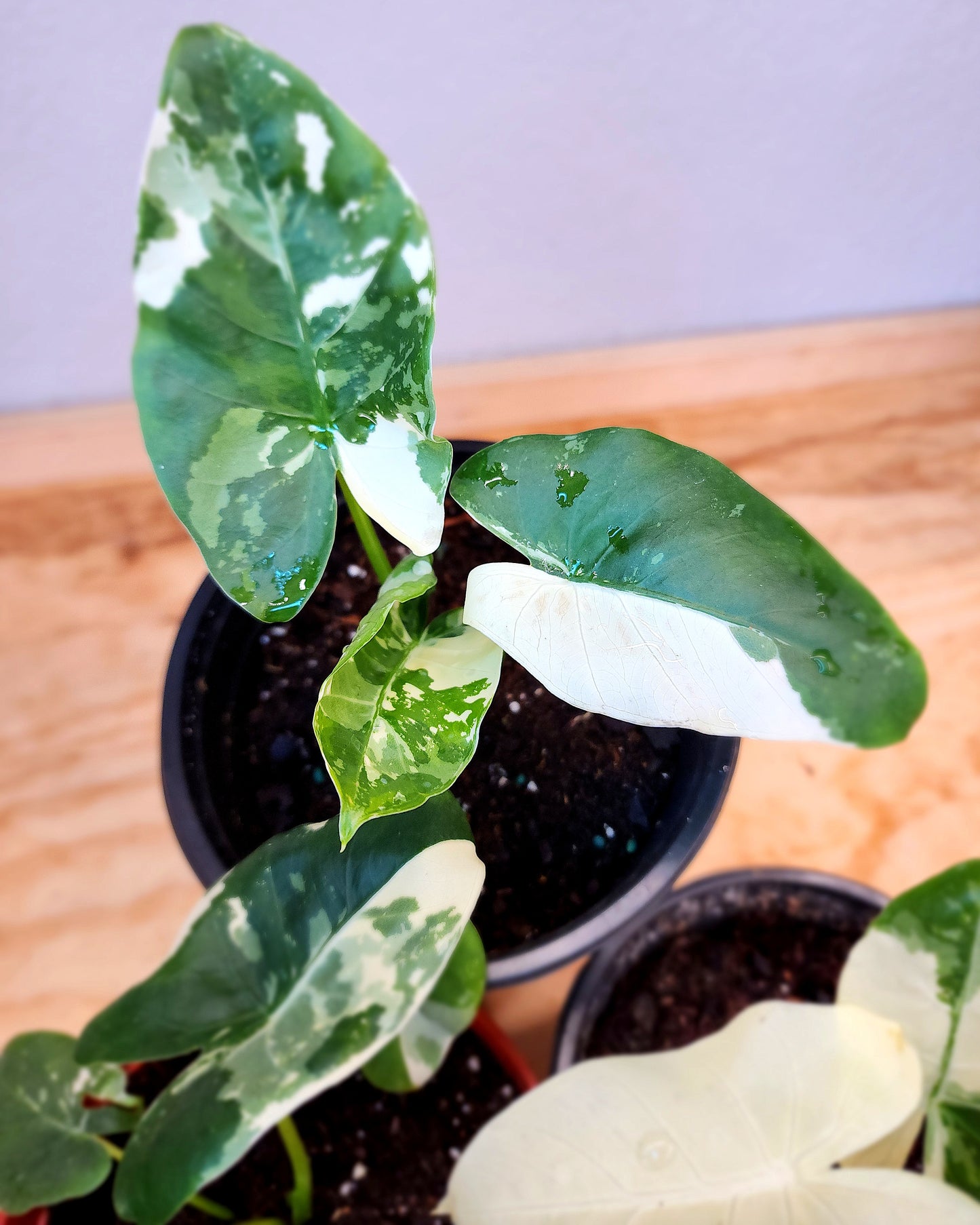 Alocasia Macrorrhiza Variegata (Variegated Elephant Ear Alocasia)