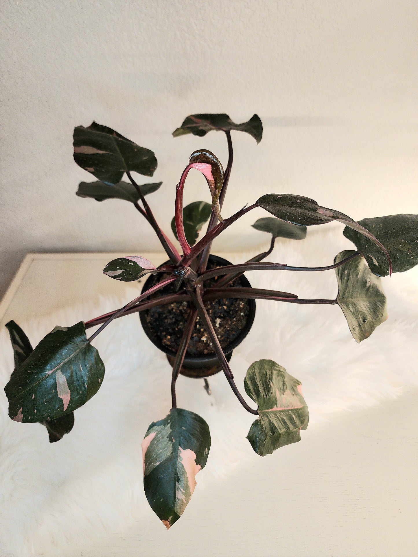 Philodendron Erubescens (PINK Princess)