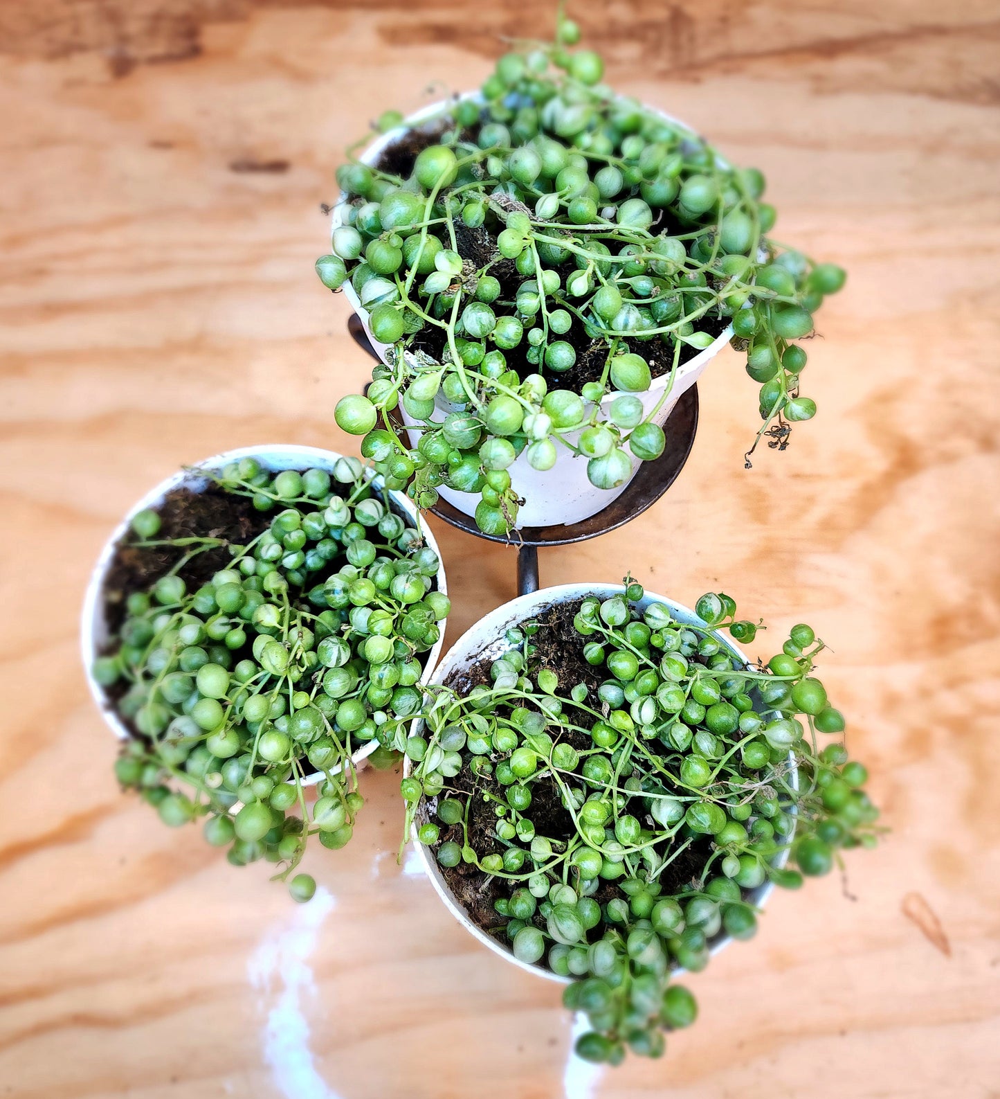 Curio Rowleyanus f. Variegatus (Variegated String of Pearls)