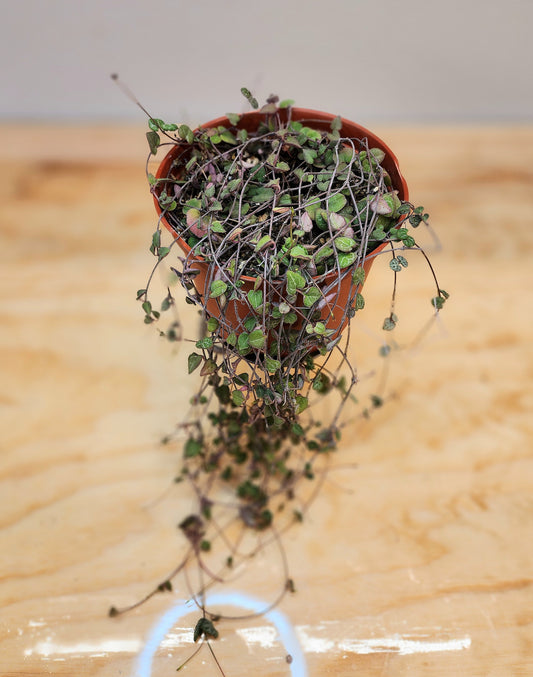 Ceropegia Woodii (String of Hearts)