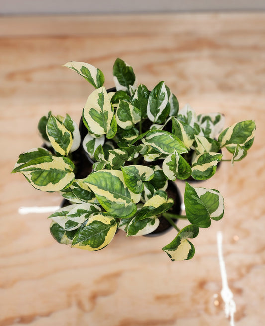 Epipremnum Aureum 'N'Joy (Pothos n' Joy)