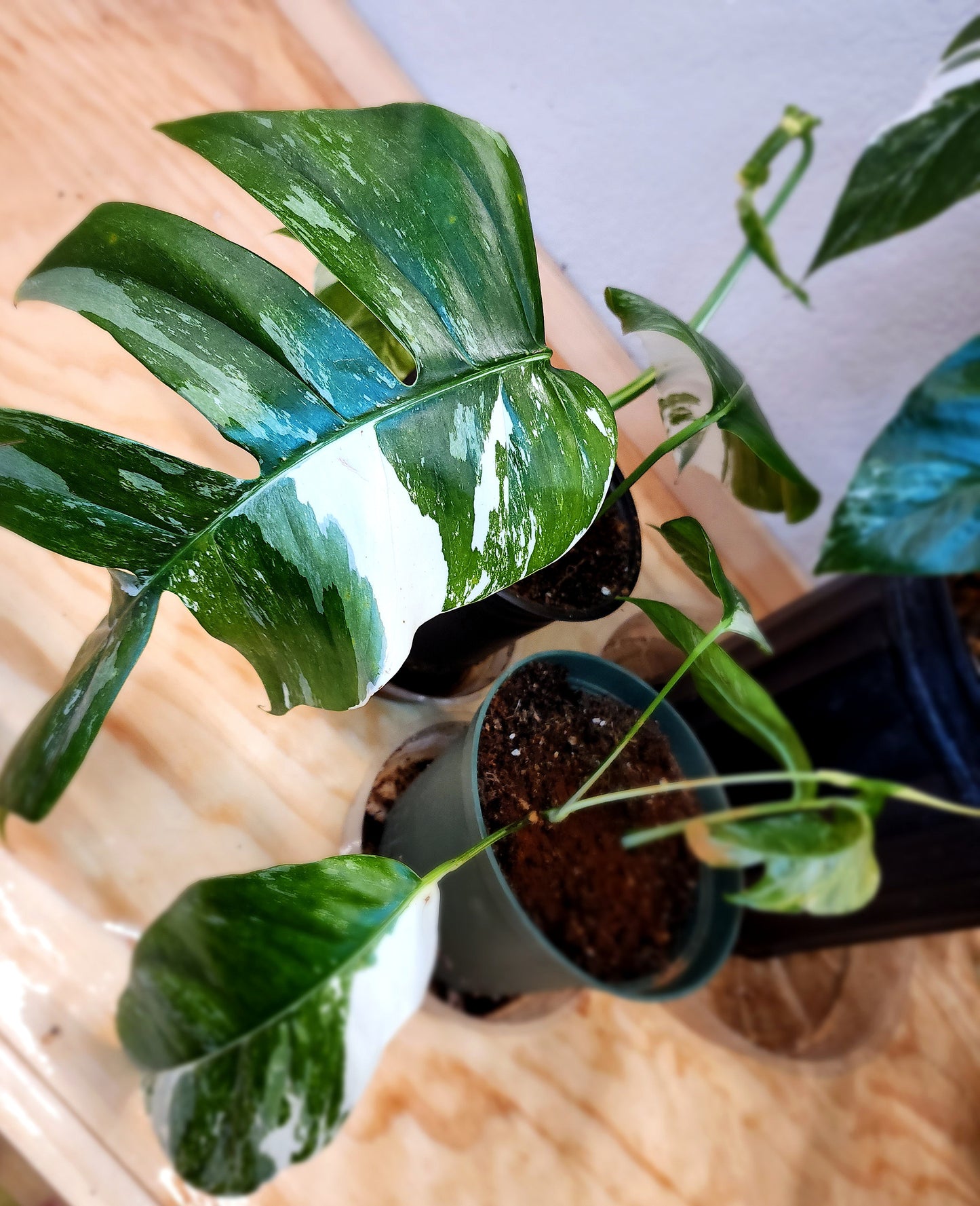 Epipremnum Pinnatum Albo Variegata (Variegated Dragon-Tail Plant)