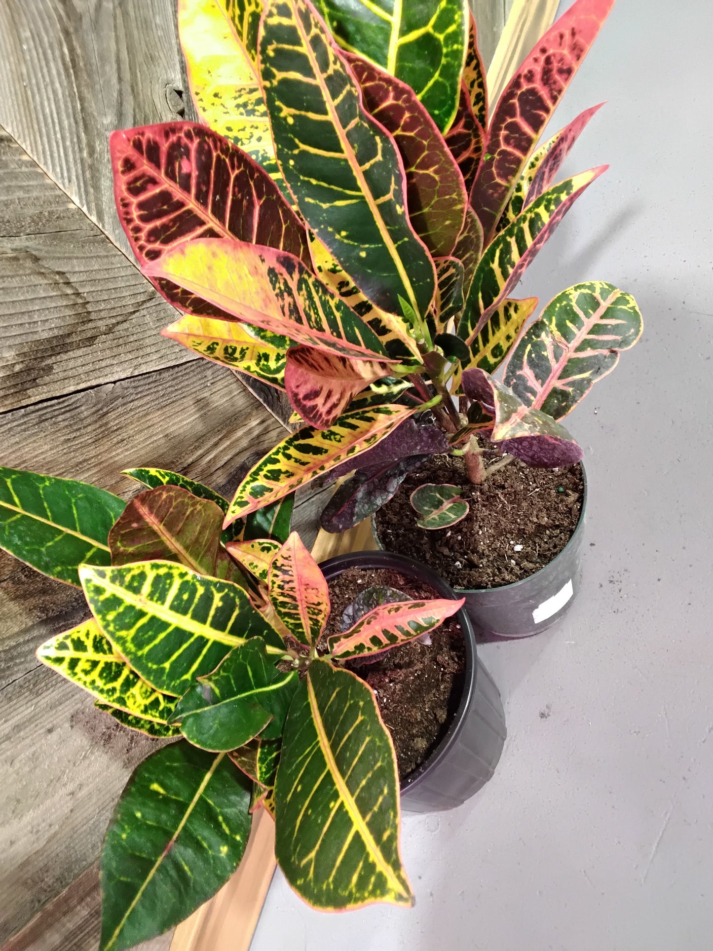 Codiaeum Variegatum (Croton)