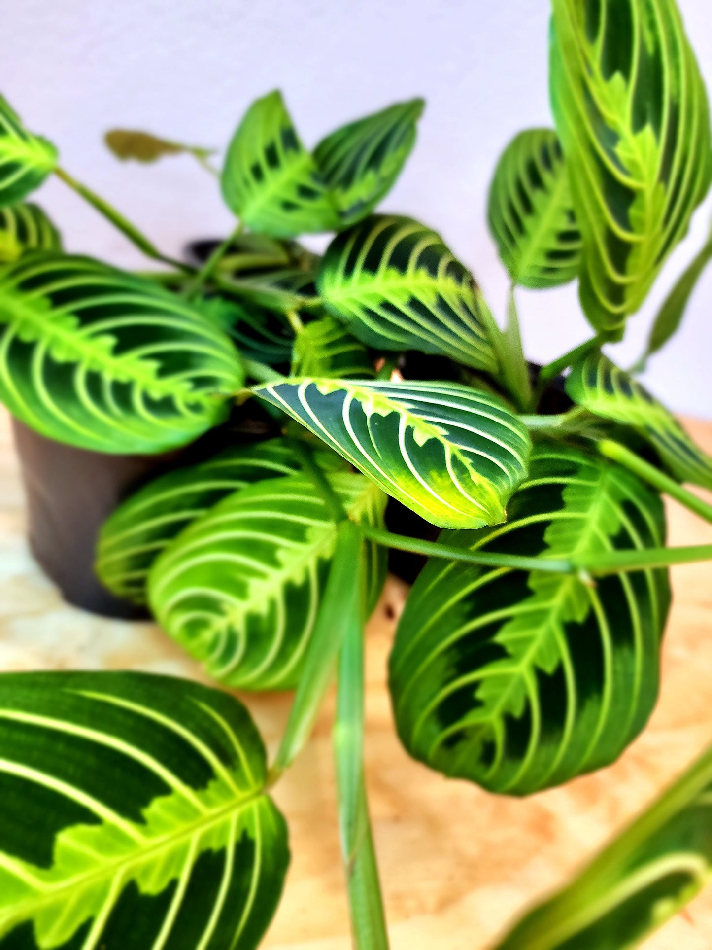 Maranta Leuconeura (Lemon-Lime Maranta)