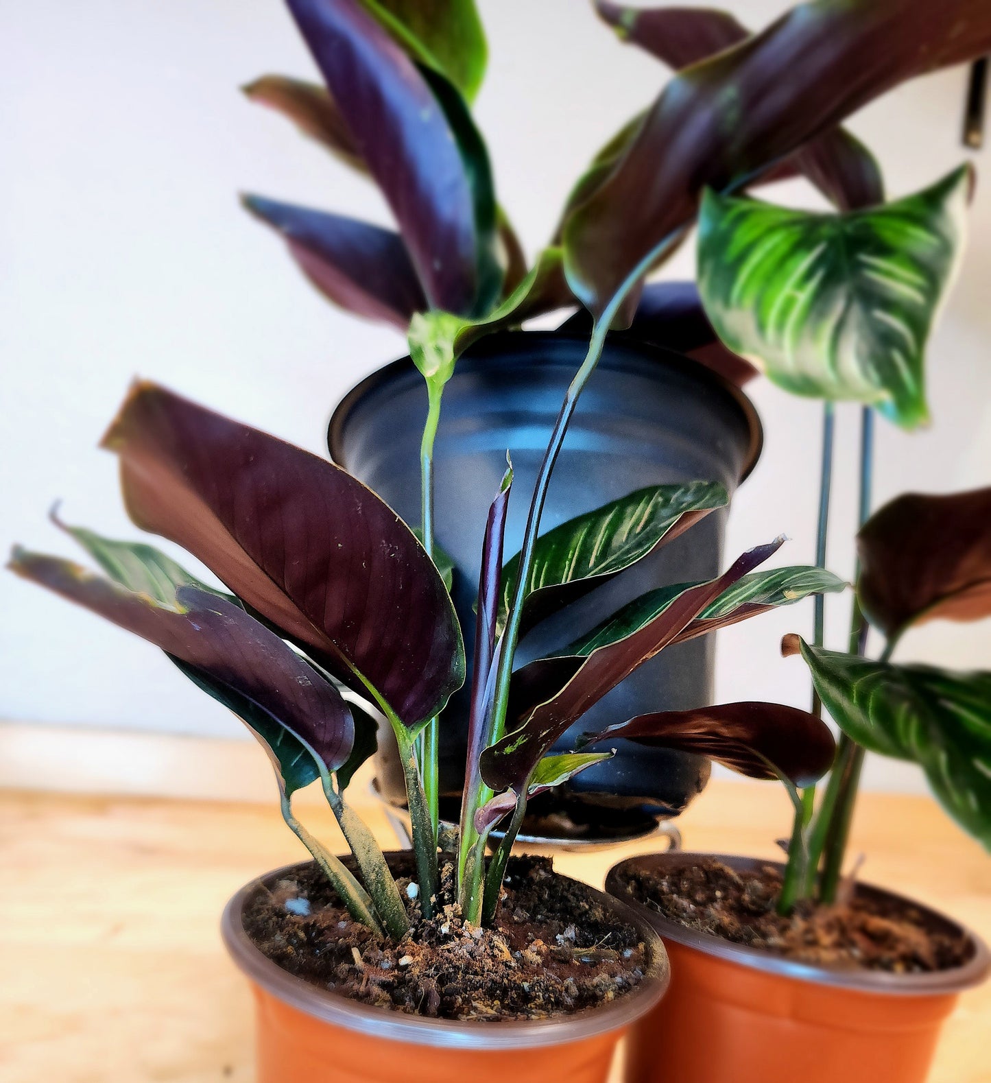 Calathea Ornata (Pinstripe Plant)
