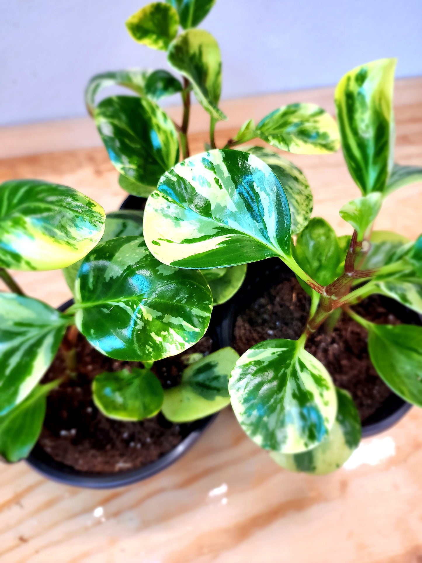Peperomia Obtusifolia Marble (Marble Baby Rubber Plant)