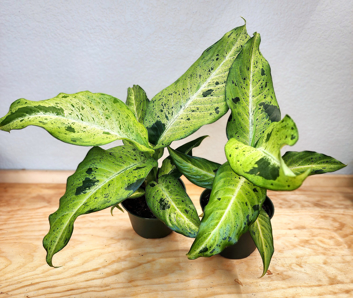 Diffenbachia Camouflage (Dumb Cane)