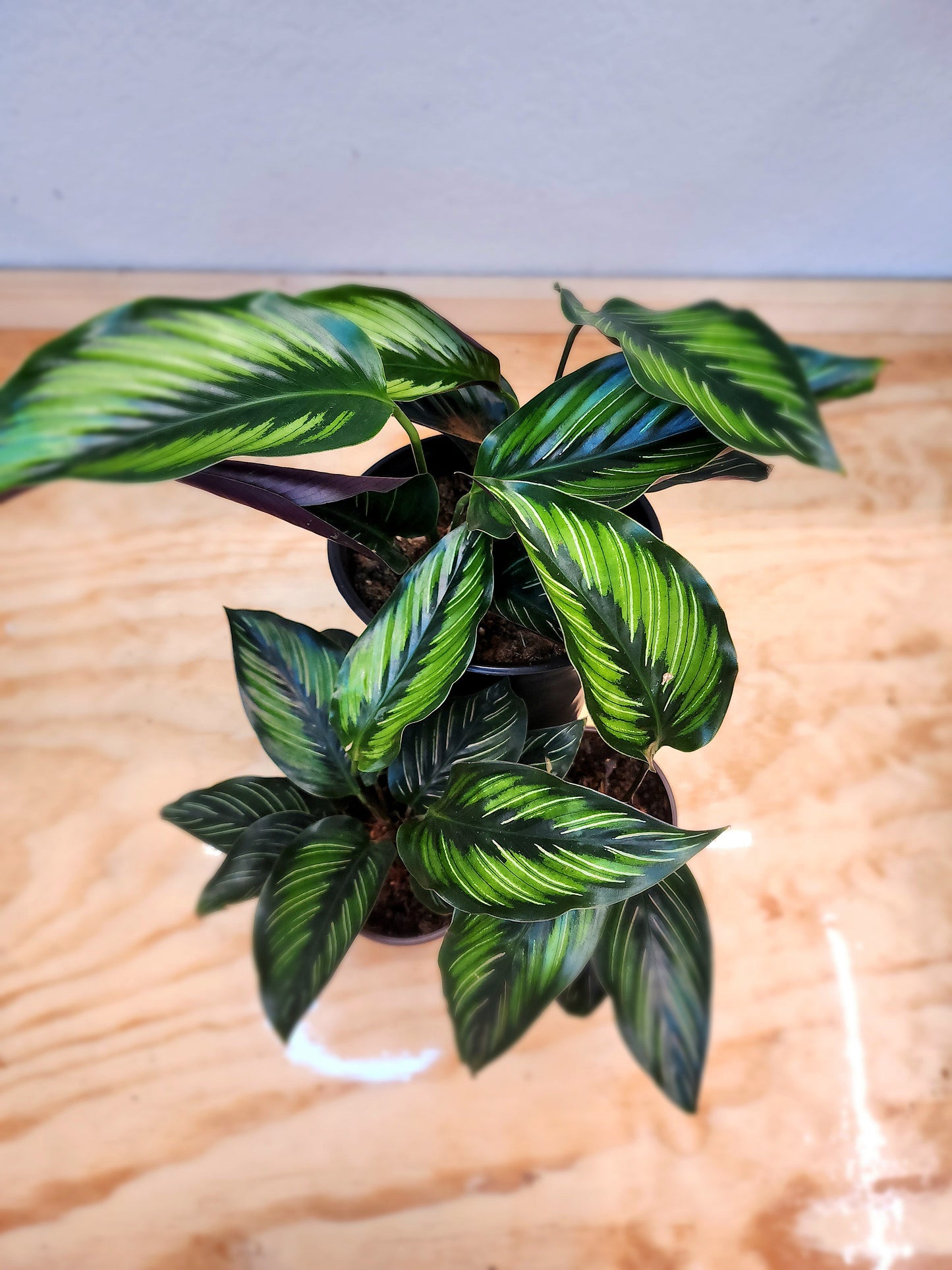 Calathea Ornata (Pinstripe Plant)