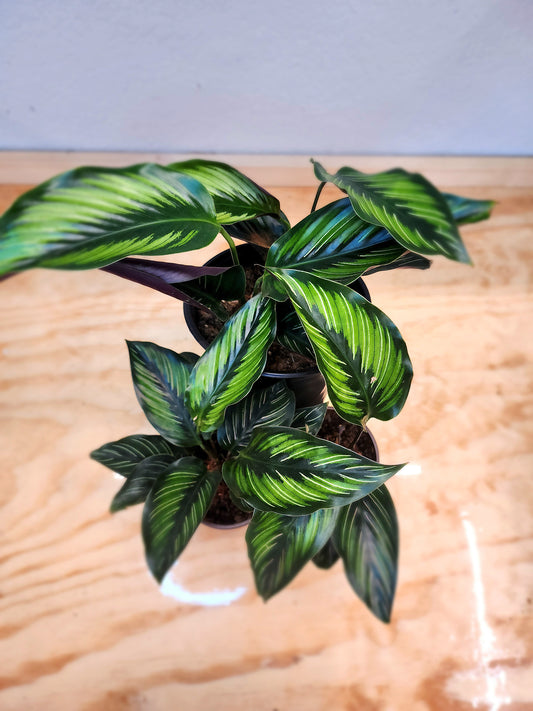 Calathea Ornata (Pinstripe Plant)