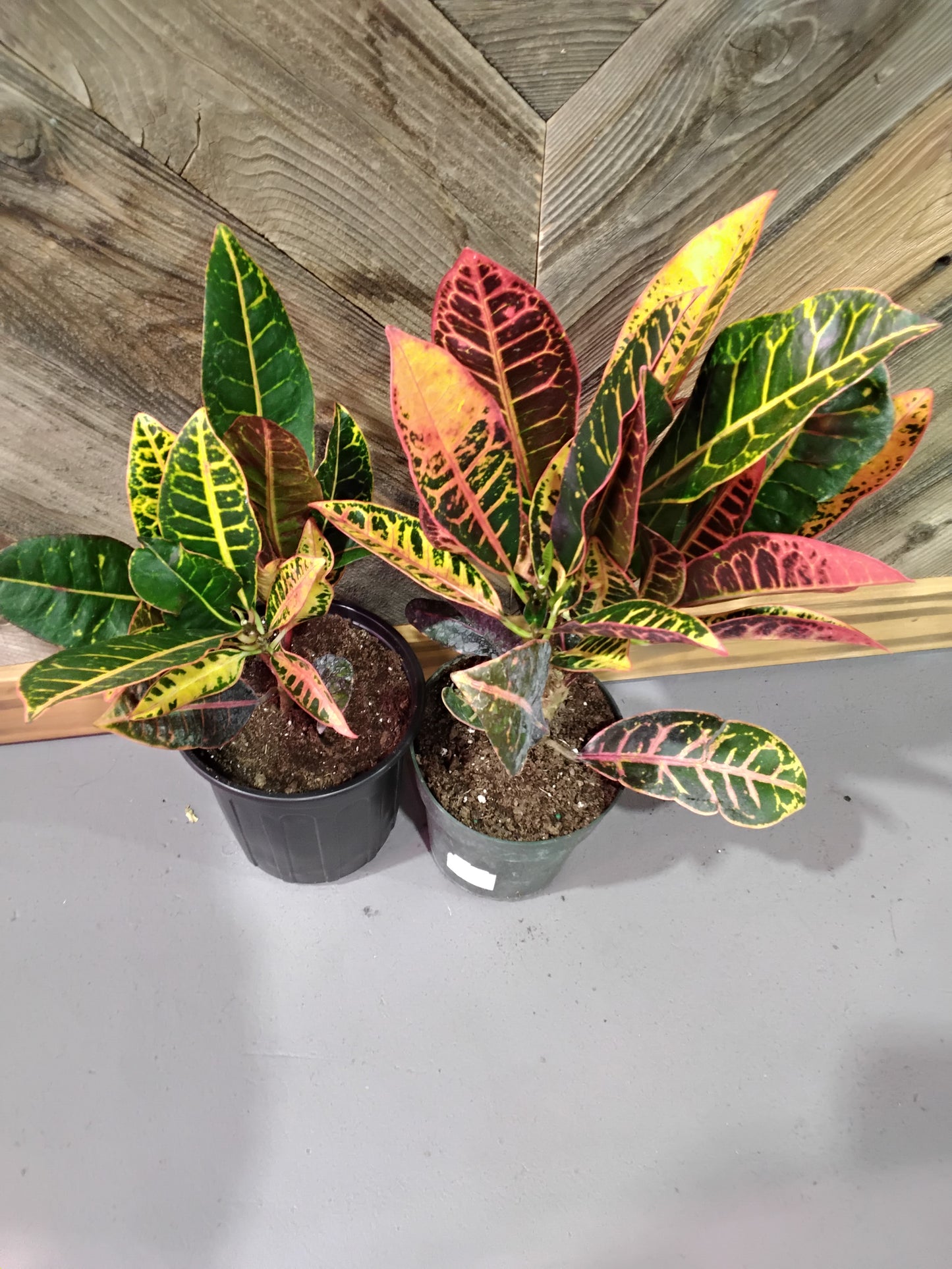 Codiaeum Variegatum (Croton)