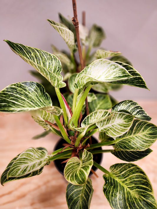 Philodendron Birkin (Birkin)