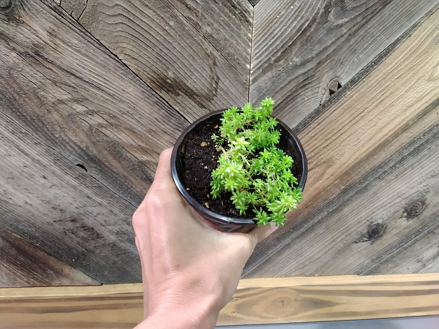 Sedum Japonicum (Japanese Stonecrop)