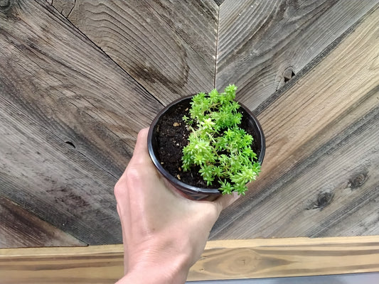Sedum Japonicum (Japanese Stonecrop)