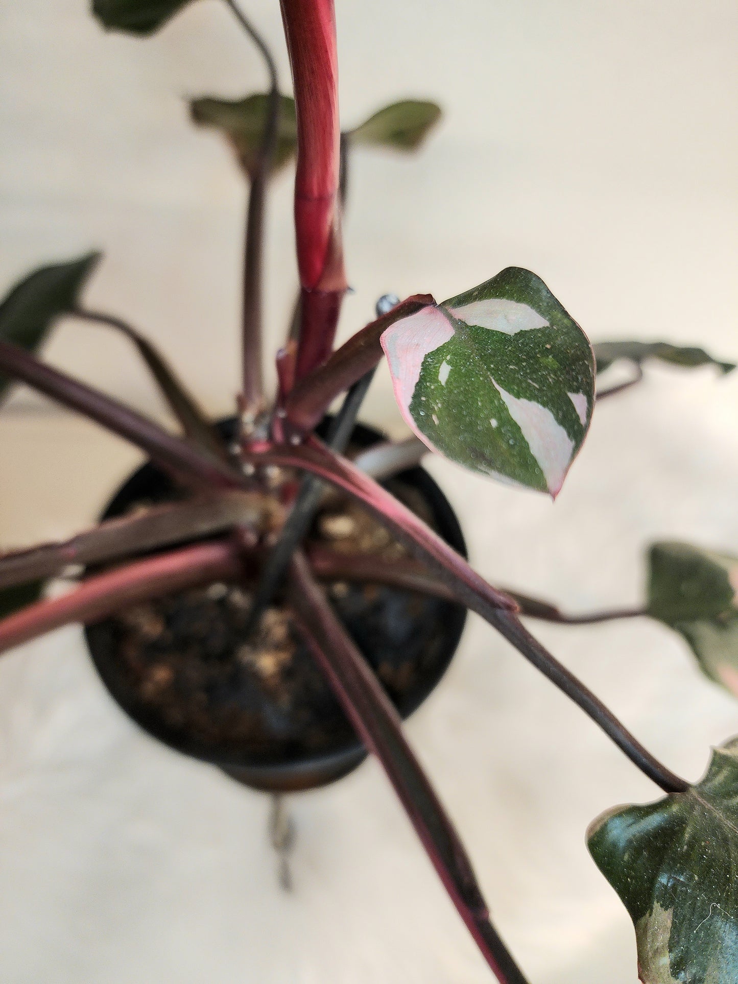 Philodendron Erubescens (PINK Princess)