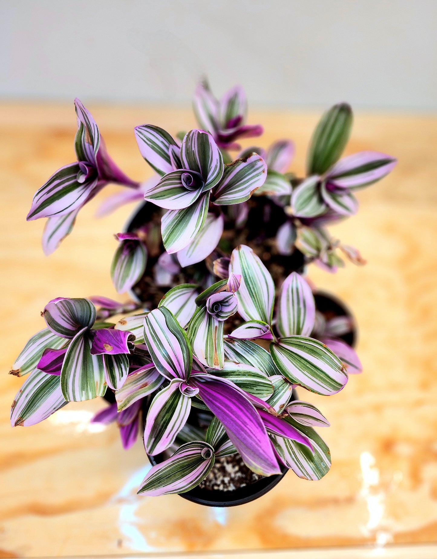 Tradescantia Fluminensis 'Lilac' (Lilac Wandering Dude)