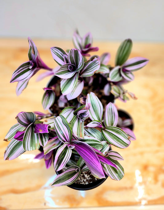 Tradescantia Fluminensis 'Lilac' (Lilac Wandering Dude)