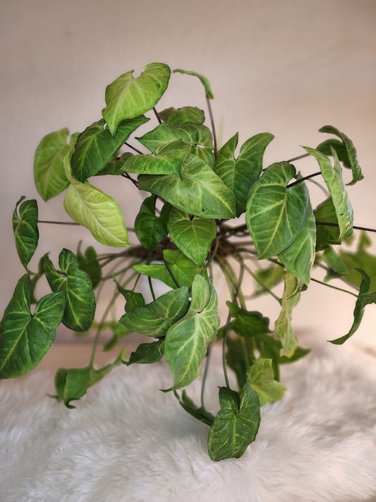 Syngonium Podophyllum (Arrowhead Plant)