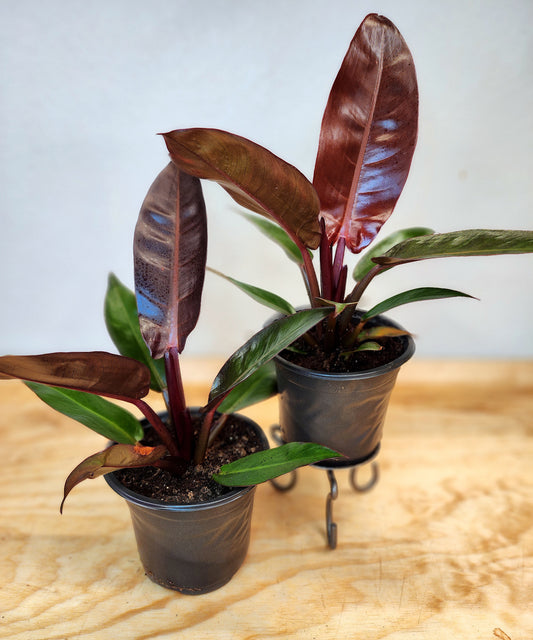 Philodendron selloum 'Sun Red' (Sun Red Philodendron)