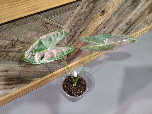 Alocasia Longiloba Albo
