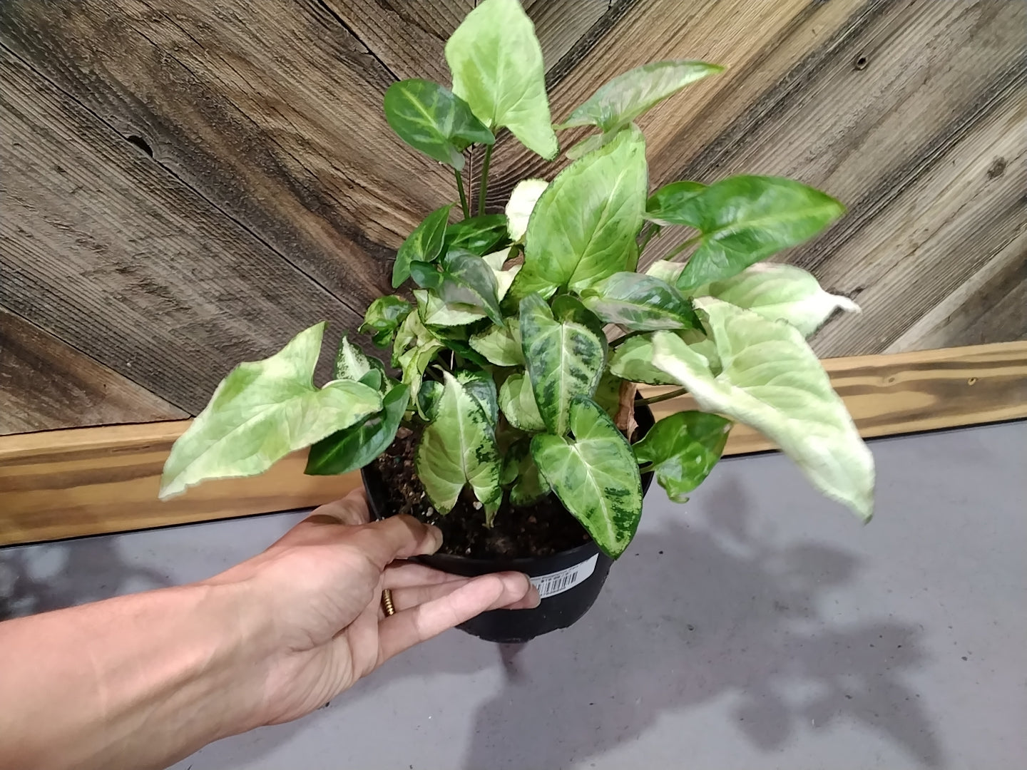 Syngonium Podophyllum (Fairy Wings)