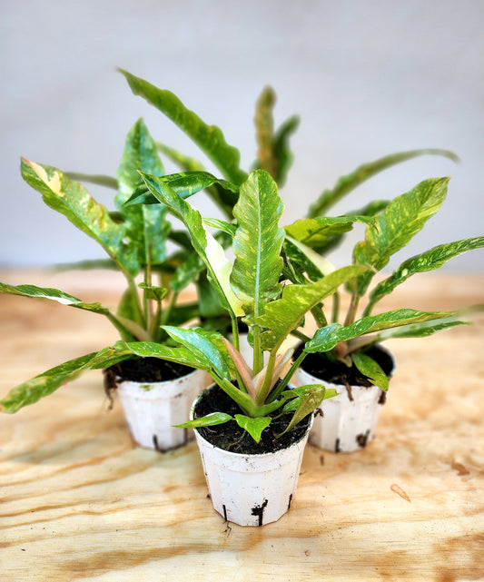 Philodendron Wendlandii x P. Tortum (Ring of Fire)