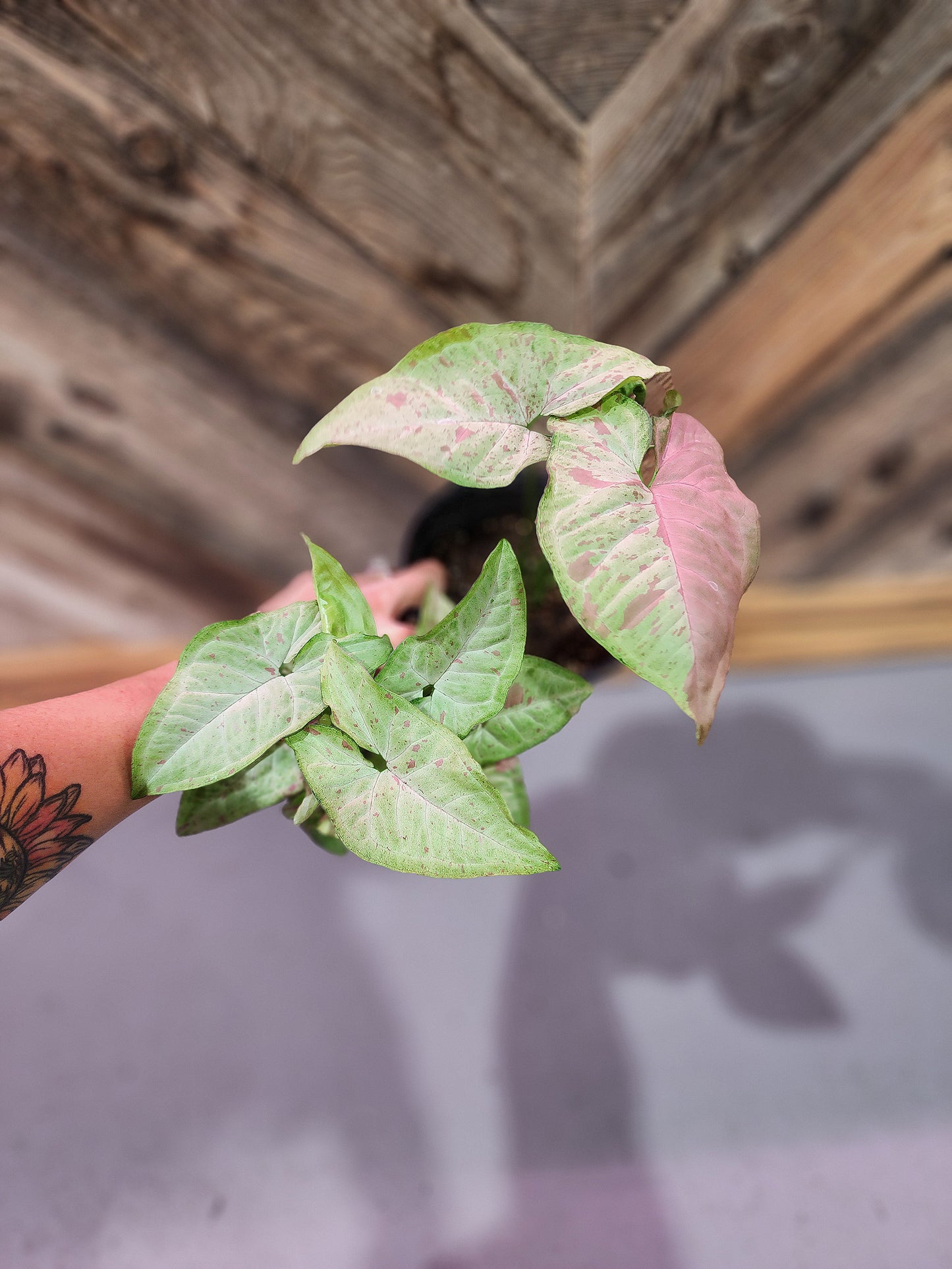 Syngonium podophyllum 'Confetti' (Syngonium Pink Confetti)