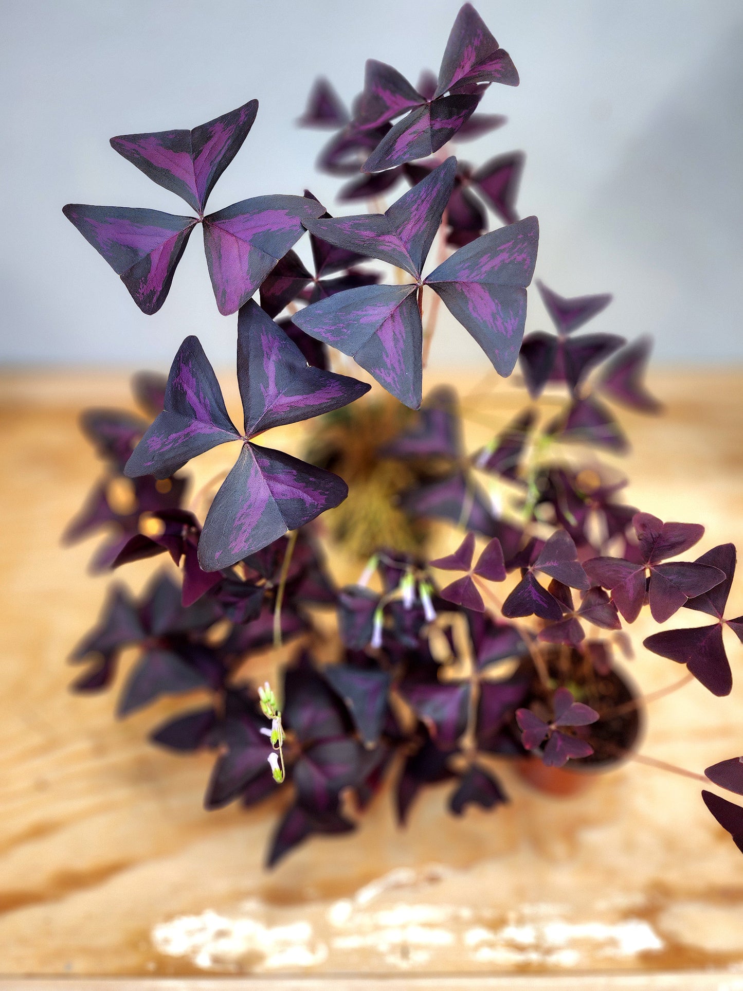 Oxalis Triangularis (Purple Shamrock Plant)