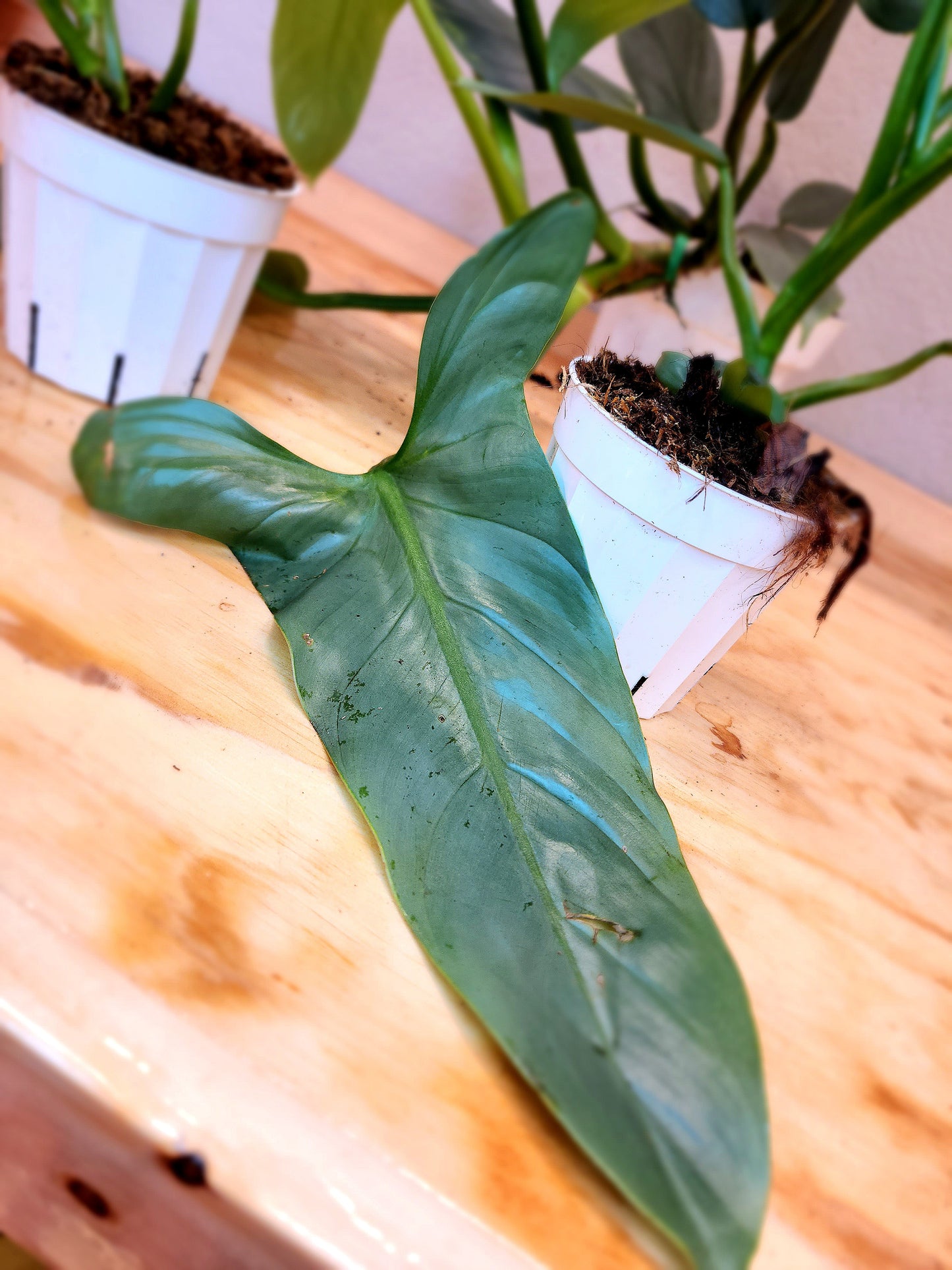 Silver Sword Philodendron