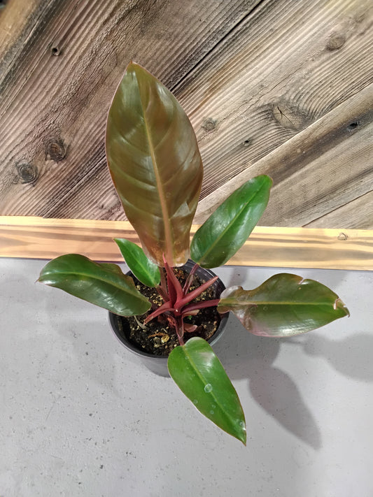 Philodendron Erubescens 'Prince of Orange'