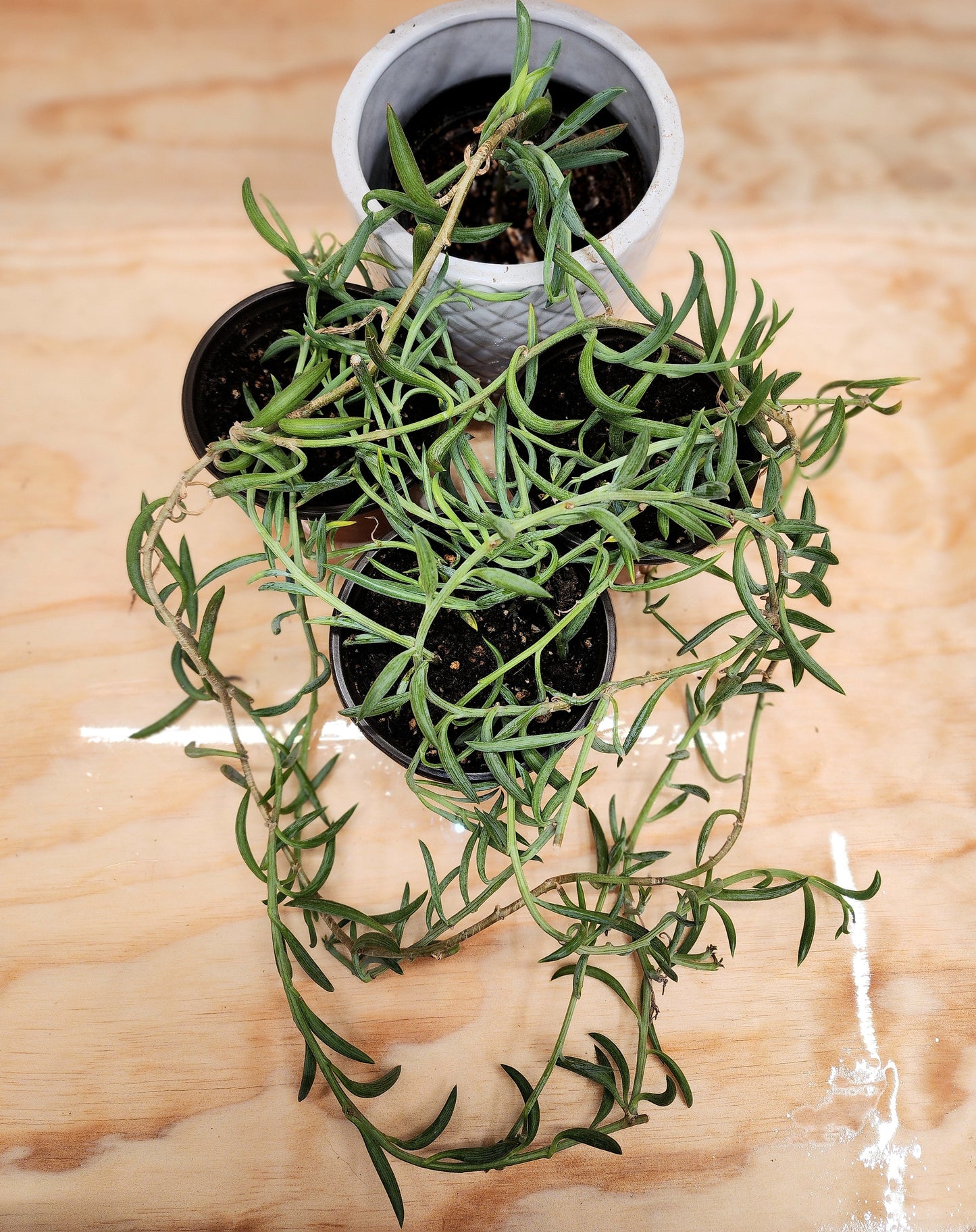 Curio Radicans (String of Bananas)