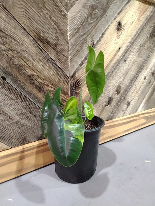 Philodendron Burle Marx Variegata ( Variegated Burle Marx)