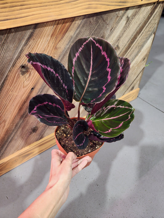 Calathea Roseopicta 'Dottie (Dottie Rose Prayer Plant)
