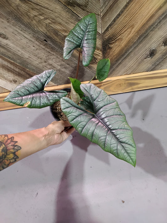 Alocasia Bisma Platinum (Platinum Elephant Ear)
