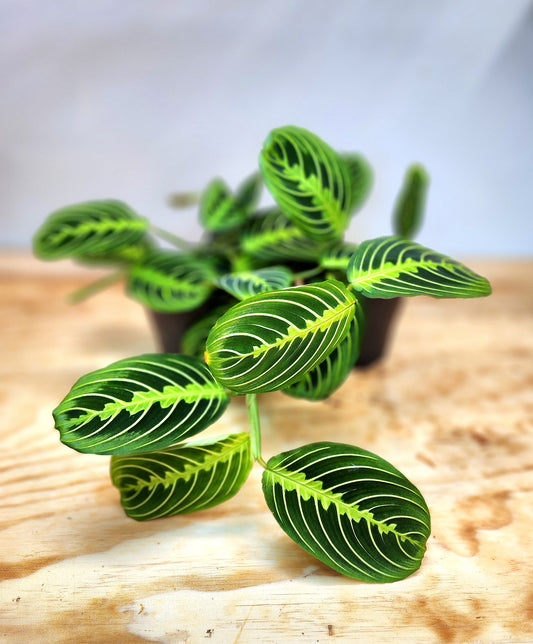 Maranta Leuconeura (Lemon-Lime Maranta)