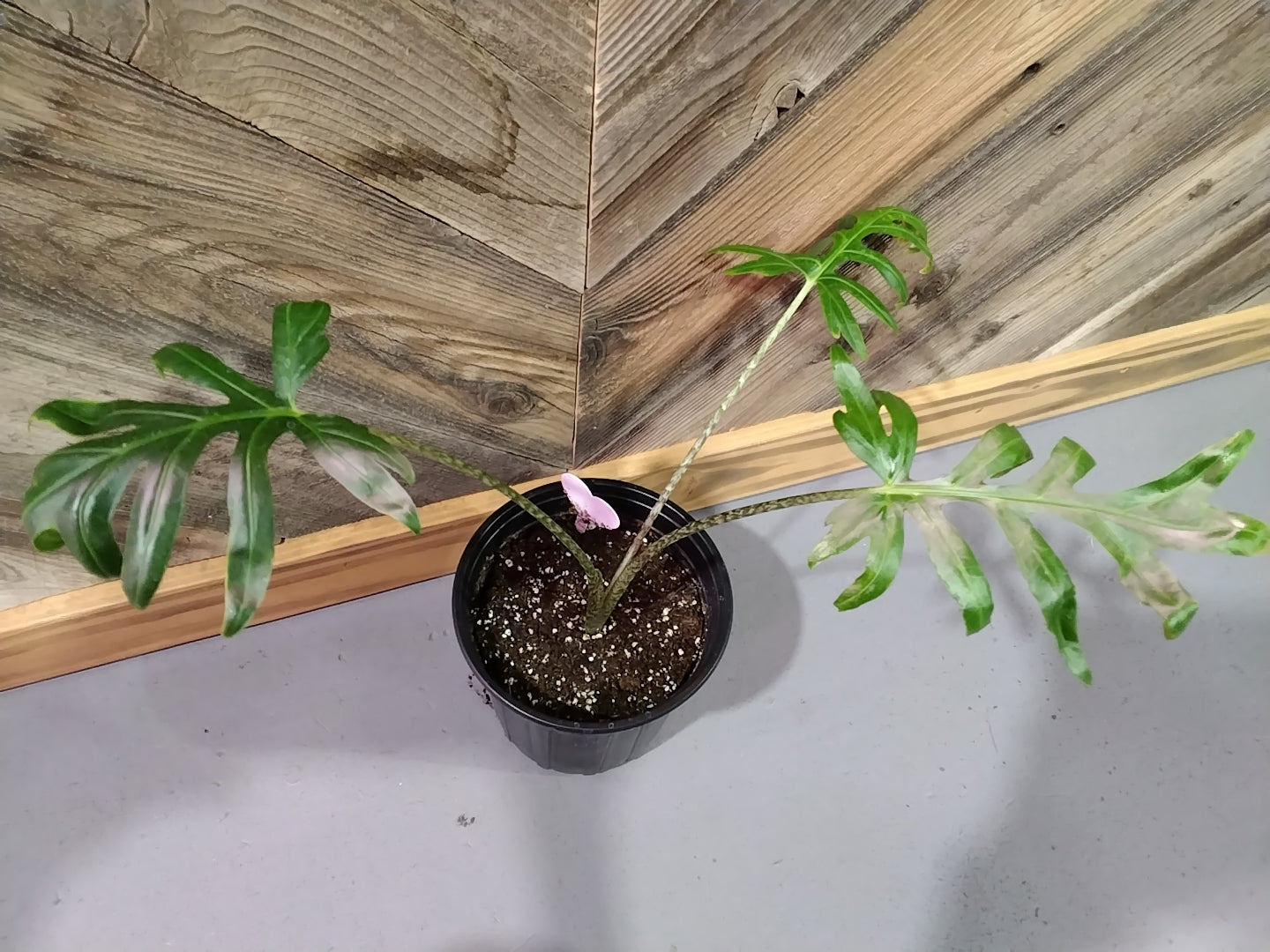 Alocasia Brancifolia
