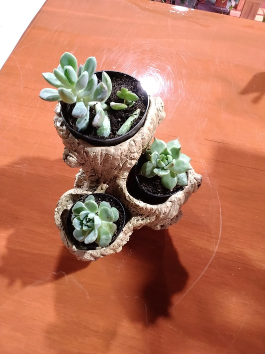 Triple 'wood' succulent holder with succulents