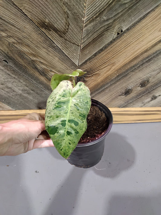 Philodendron Paraiso Verde