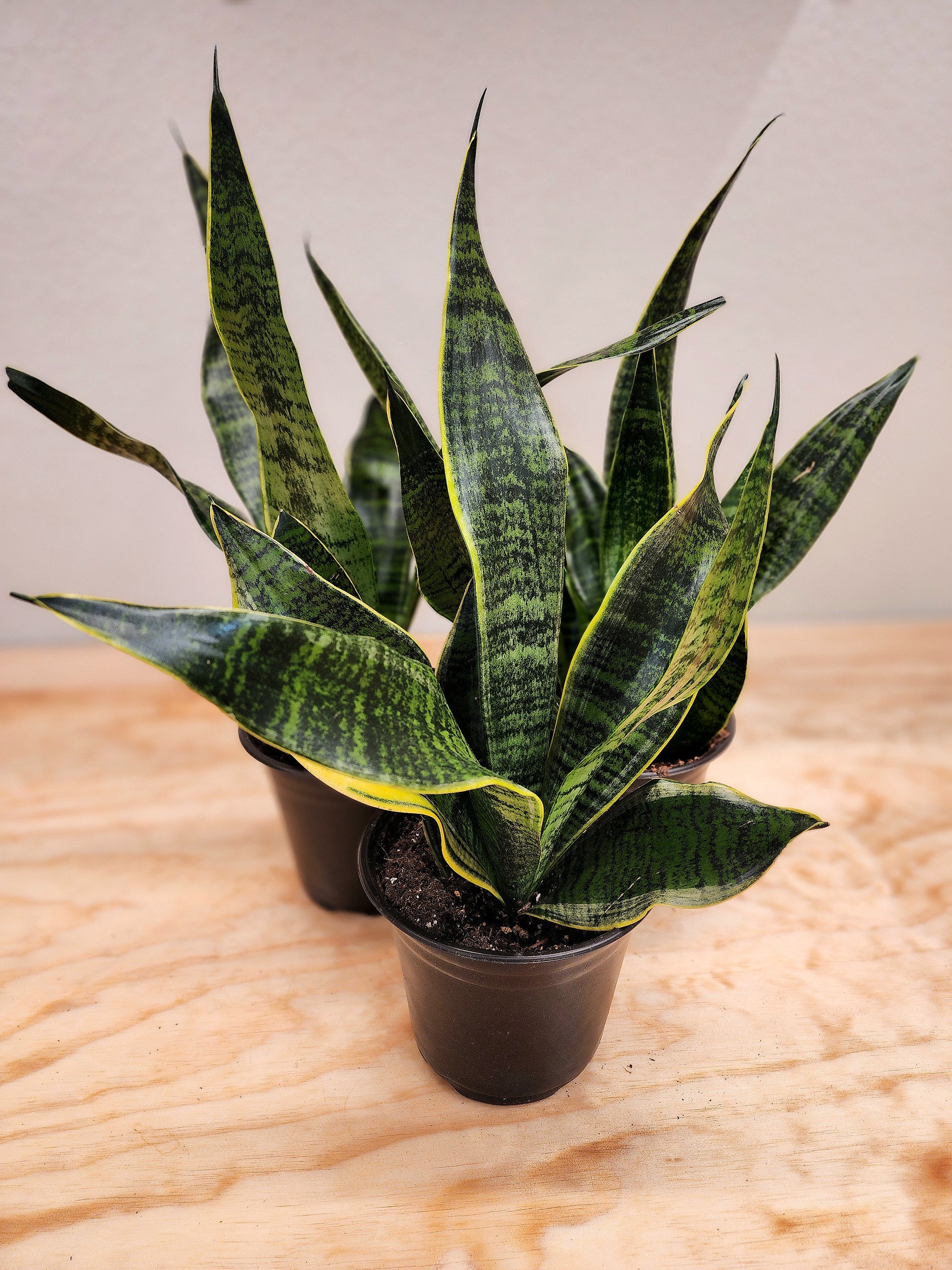 sansevieria superba futura Sansevieria Futura Superba (Snake Plant) – Nature's Gems